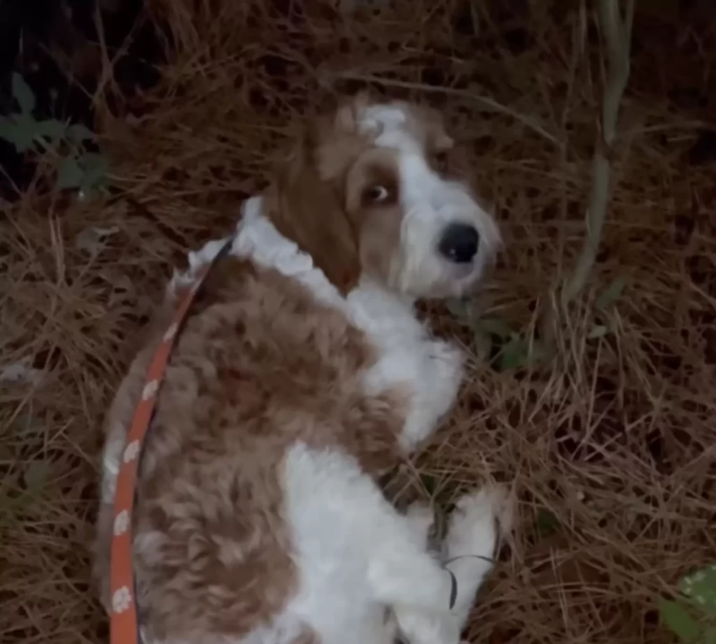 sauveteurs trouvent chien seul bois utilisant aiguilles pin pour lit