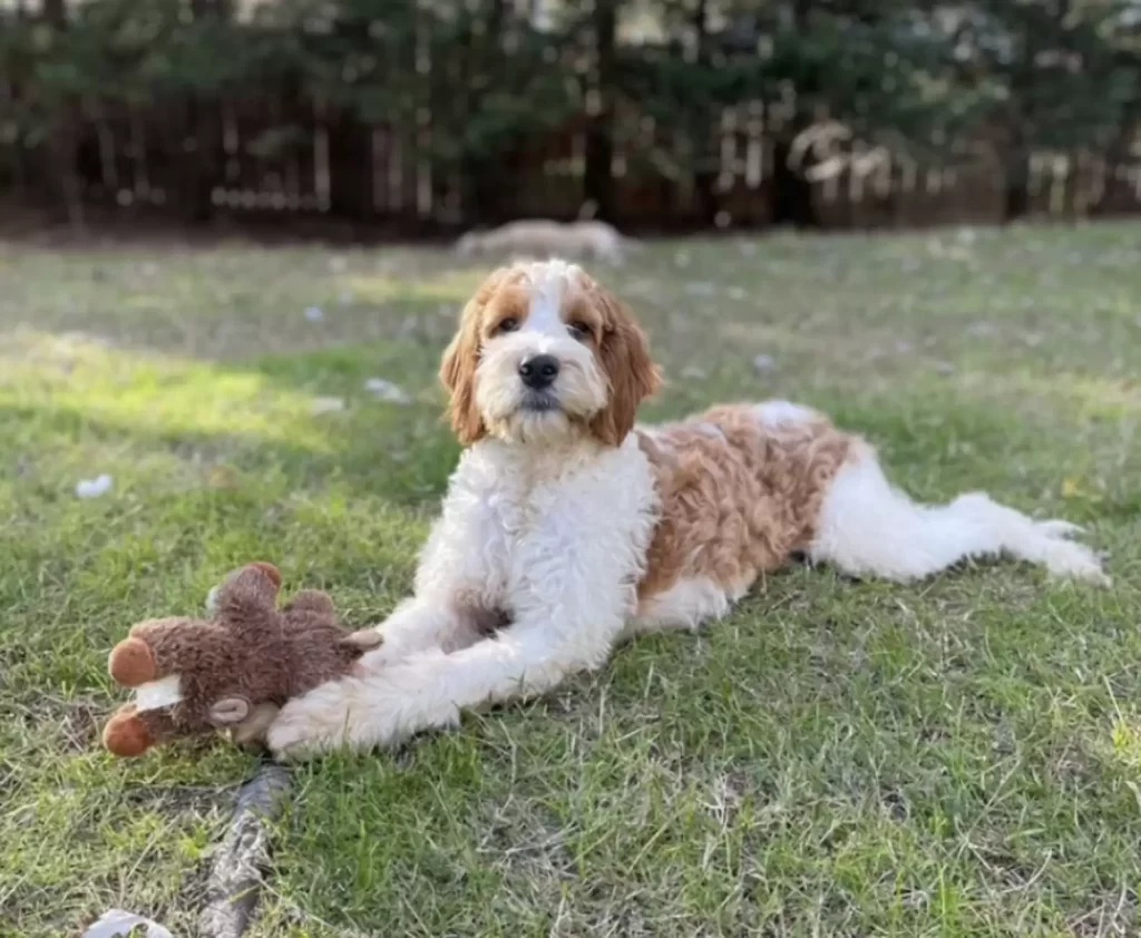 sauveteurs trouvent chien seul bois utilisant aiguilles pin pour lit