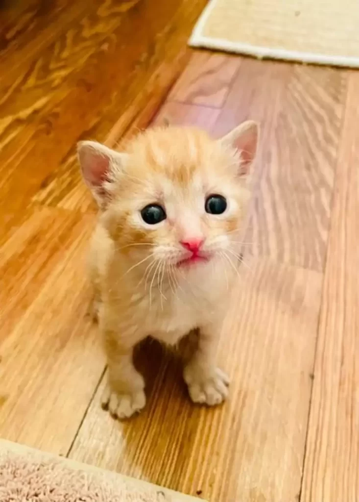 chat se précipite vers femme rue animée lui demande rentrer maison avec elle