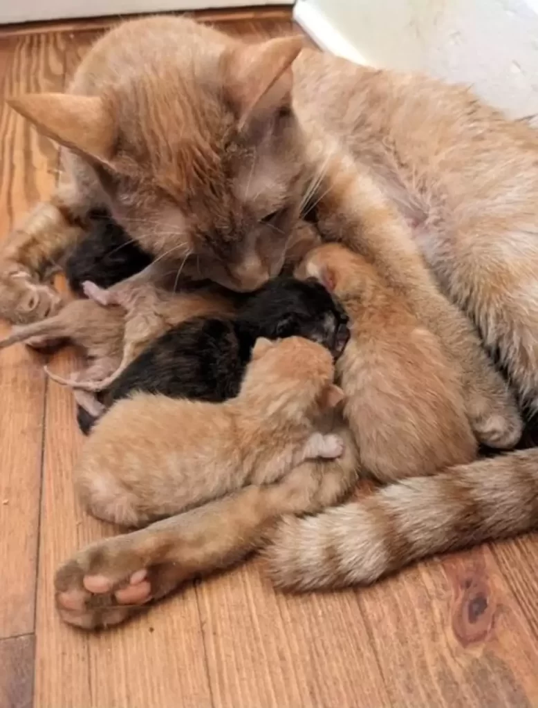 chat se précipite vers femme rue animée lui demande rentrer maison avec elle