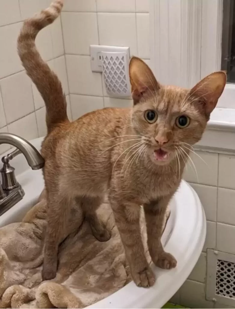 chat se précipite vers femme rue animée lui demande rentrer maison avec elle