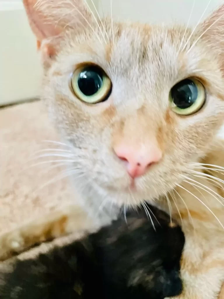 chat se précipite vers femme rue animée lui demande rentrer maison avec elle