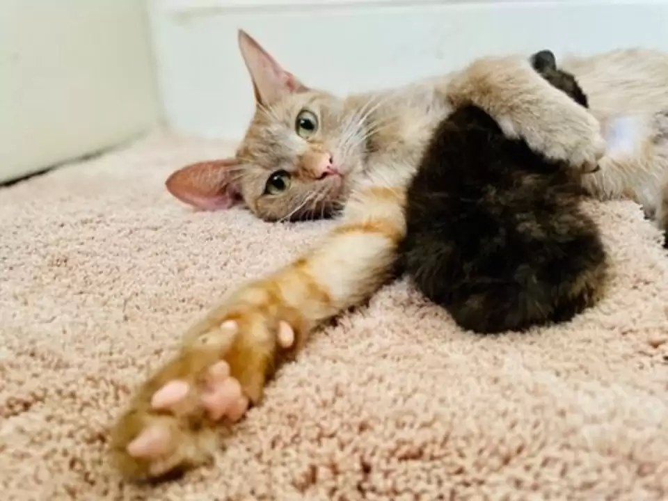 chat se précipite vers femme rue animée lui demande rentrer maison avec elle