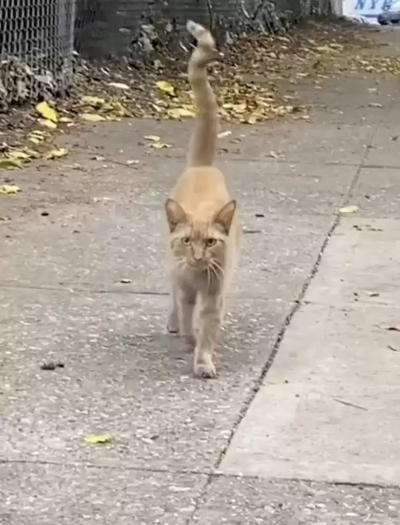 chat se précipite vers femme rue animée lui demande rentrer maison avec elle