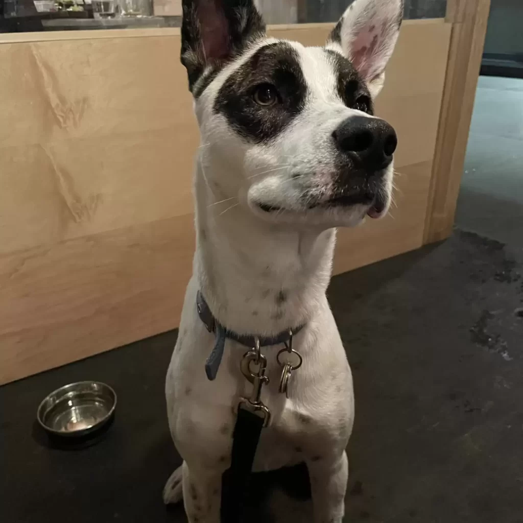 chien déjoue femme qui essaie lui donner médicaments il y a hic