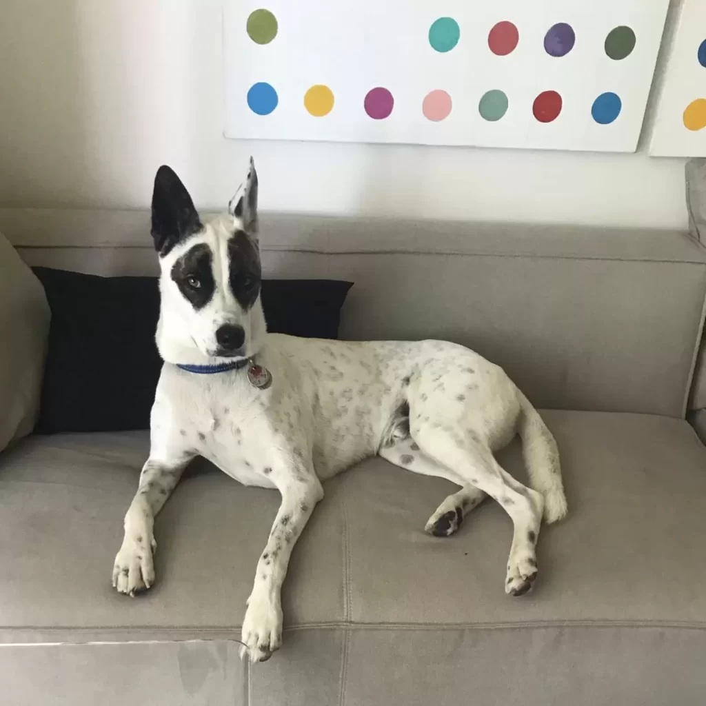 chien déjoue femme qui essaie lui donner médicaments il y a hic