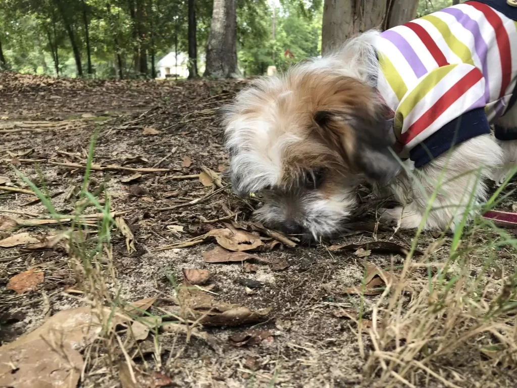 chiot abandonné taille barre céréales est maintenant complètement méconnaissable
