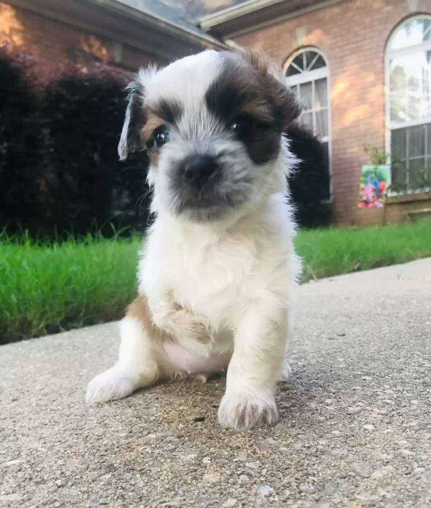 chiot abandonné taille barre céréales est maintenant complètement méconnaissable