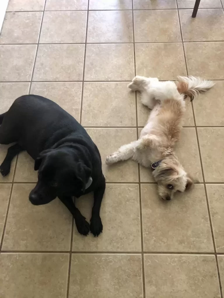 chiot abandonné taille barre céréales est maintenant complètement méconnaissable