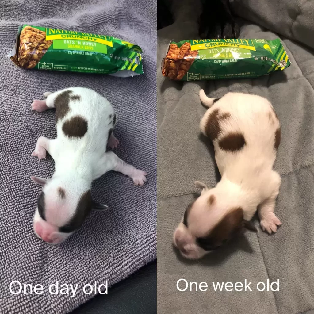 chiot abandonné taille barre céréales est maintenant complètement méconnaissable