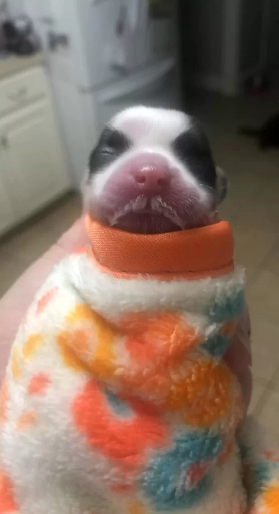 chiot abandonné taille barre céréales est maintenant complètement méconnaissable