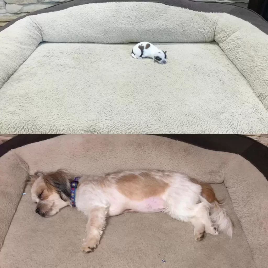 chiot abandonné taille barre céréales est maintenant complètement méconnaissable