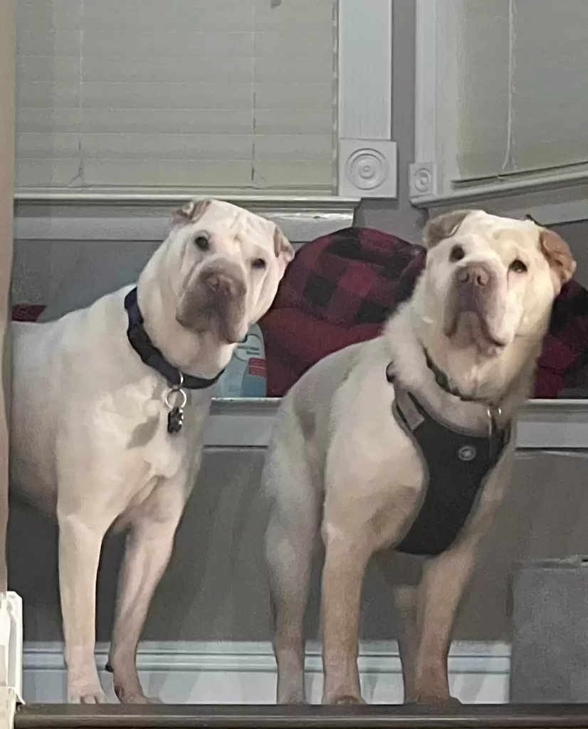 couple adopte chien qui ressemble étrangement autre chien apprend pourquoi