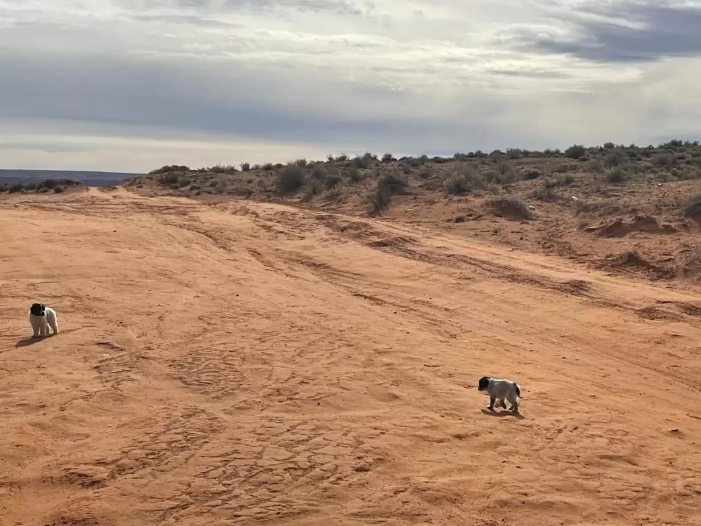 femme laisse tomber quand elle voit tas peluches chemin terre très fréquenté