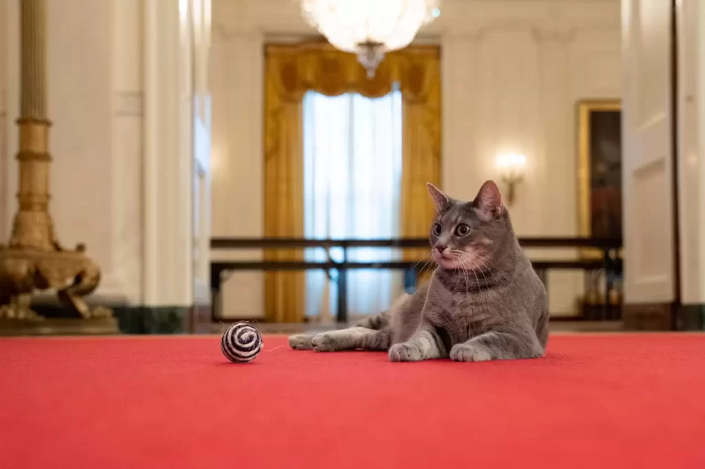 président Biden révèle ce que Willow « premier chat » fait nuit