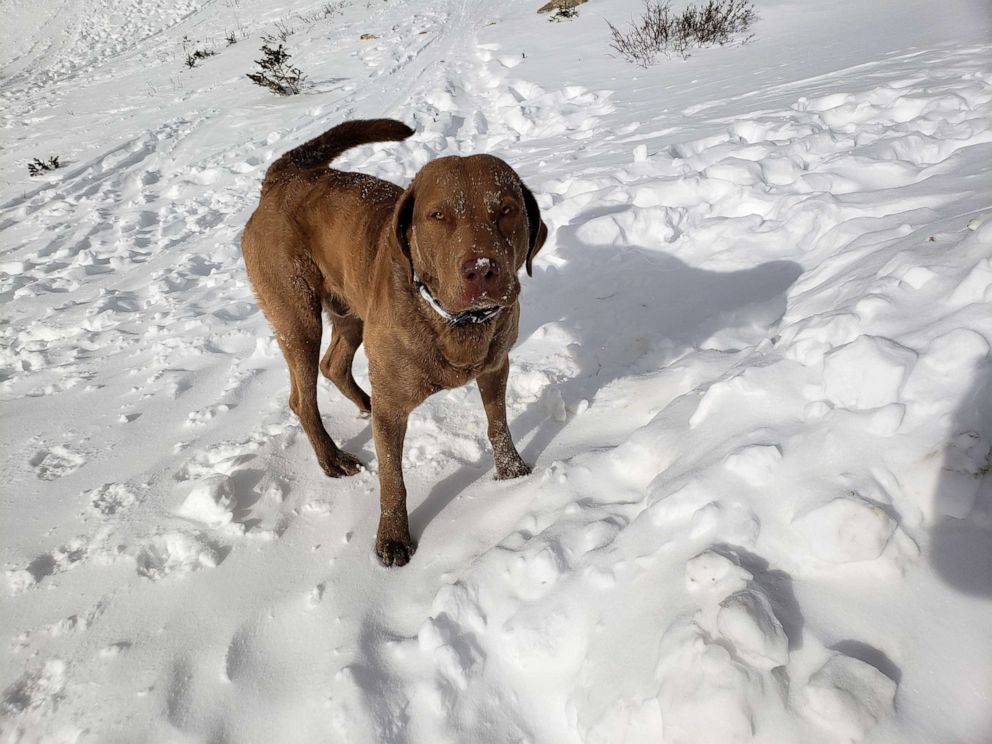 vidéo casque capture élèves sauvant chien enseveli avalanche.