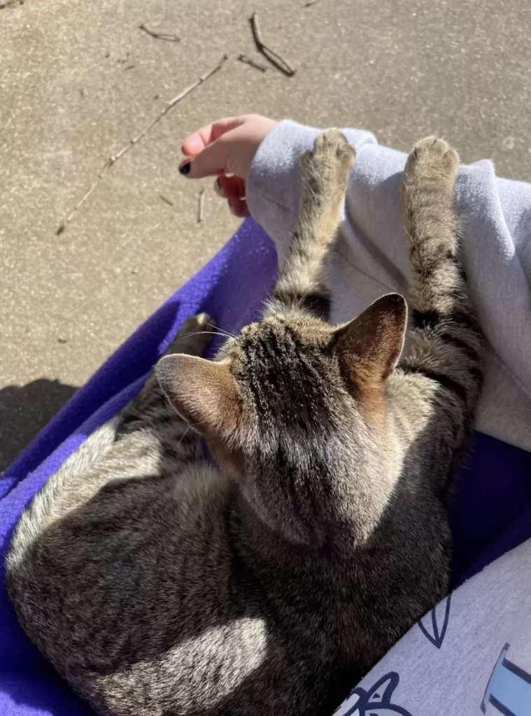 chat s'approche femme dans parking supplie rentrer maison avec elle