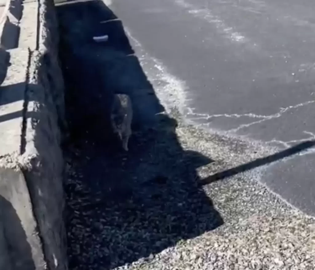 chat s'approche femme dans parking supplie rentrer maison avec elle