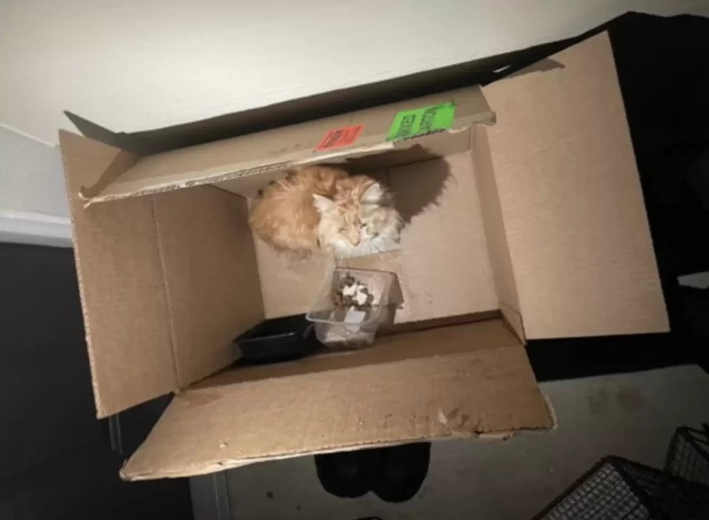 passant regarde à l'intérieur boîte carton trouve beau chat Creamsicle