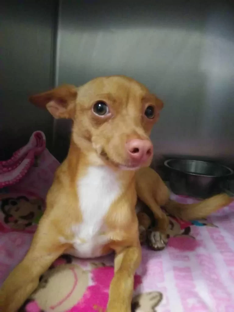 Un petit chien errant se recroqueville sur une couverture et rêve de trouver sa maison pour toujours
