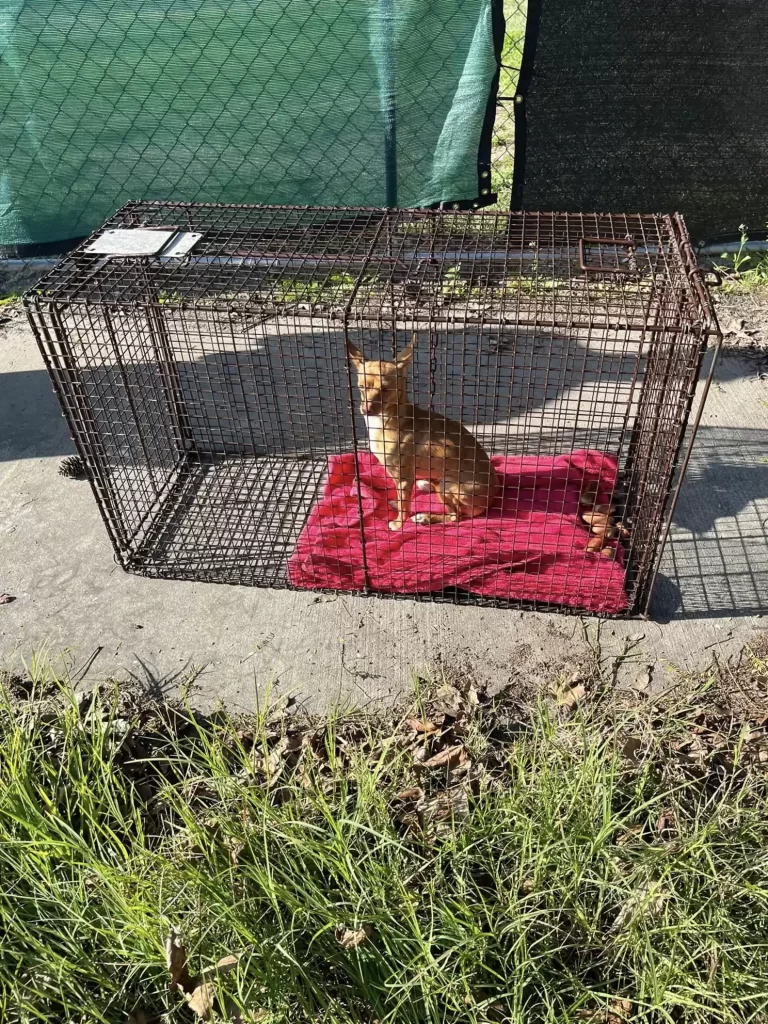 Un petit chien errant se recroqueville sur une couverture et rêve de trouver sa maison pour toujours