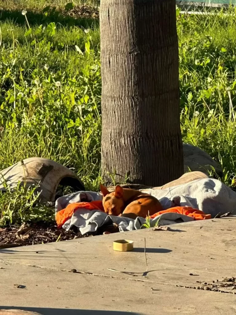 Un petit chien errant se recroqueville sur une couverture et rêve de trouver sa maison pour toujours