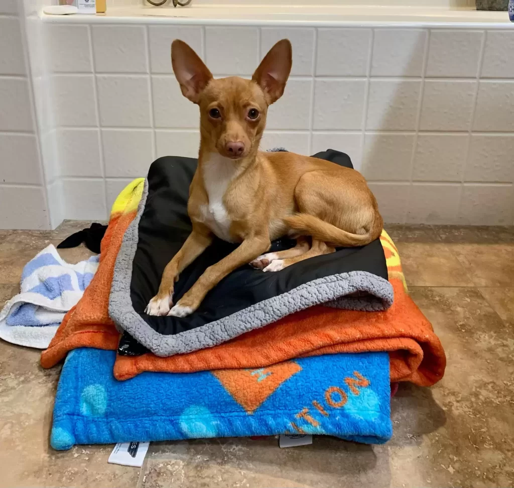 Un petit chien errant se recroqueville sur une couverture et rêve de trouver sa maison pour toujours