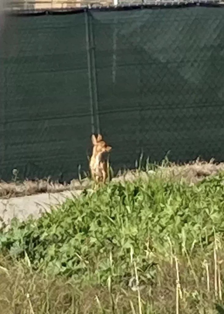 Un petit chien errant se recroqueville sur une couverture et rêve de trouver sa maison pour toujours
