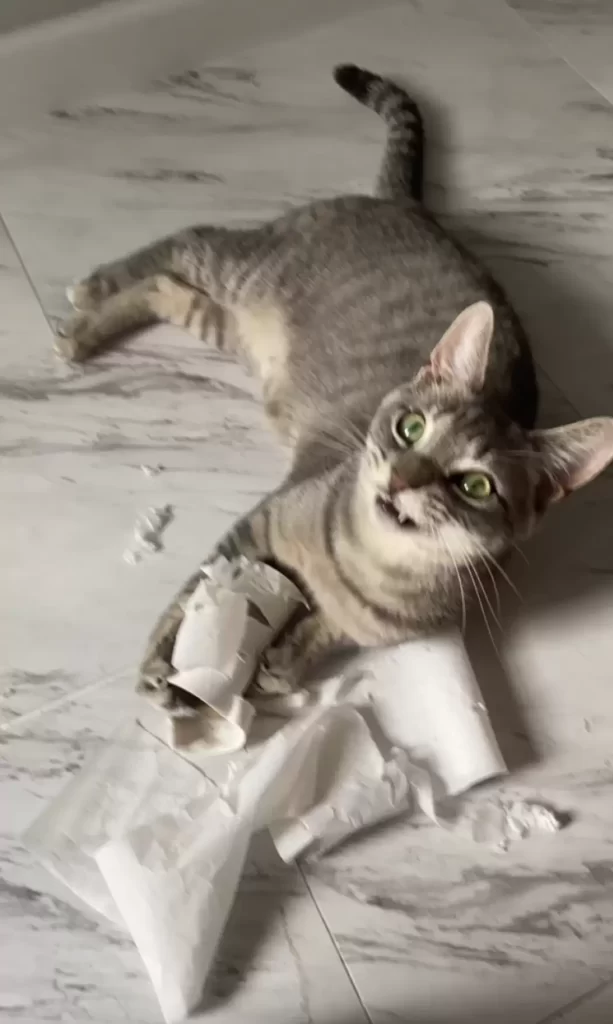 chat laissé seul smaison réalise soudain qu'il est surveillé
