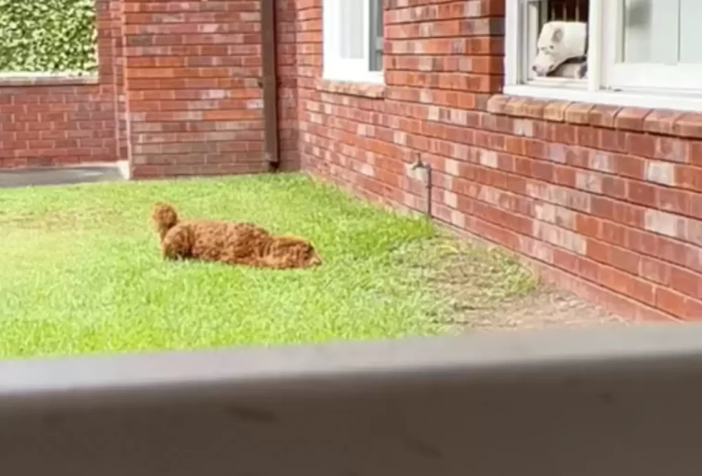 chien attend devant fenêtre son voisin pour baisers quotidiens