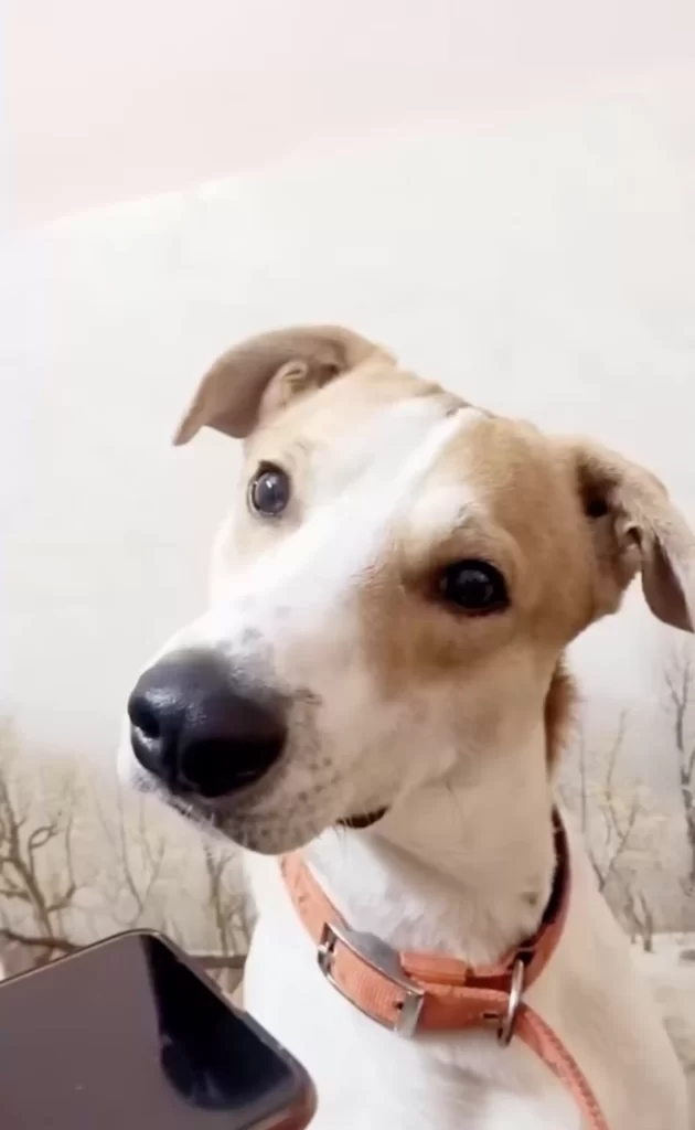 chien réaction plus pure entendant voix familière téléphone