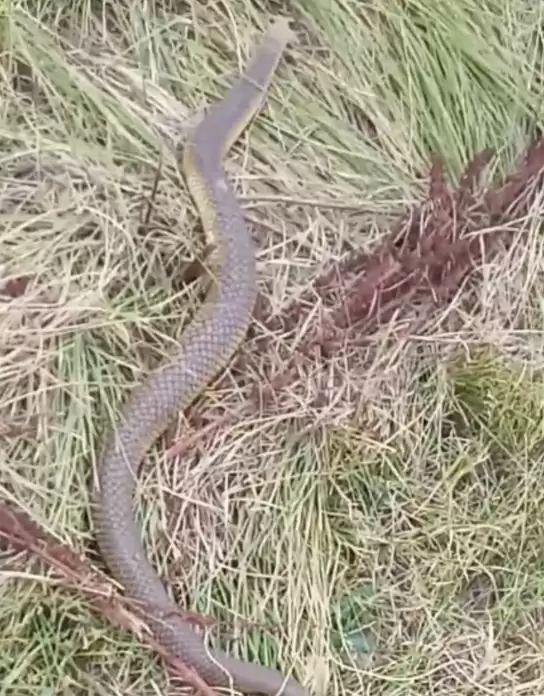 sauveteur trouve serpent enroulé à l'intérieur chaussure est surpris taille