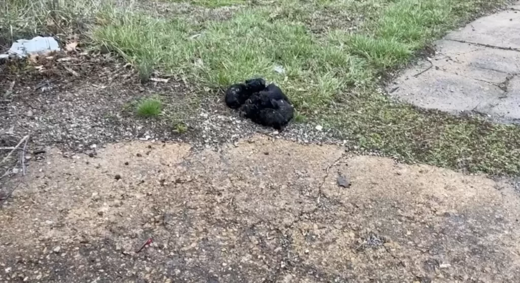 chauffeur bus repère tas peluches sur route se rend compte qu'il bouge