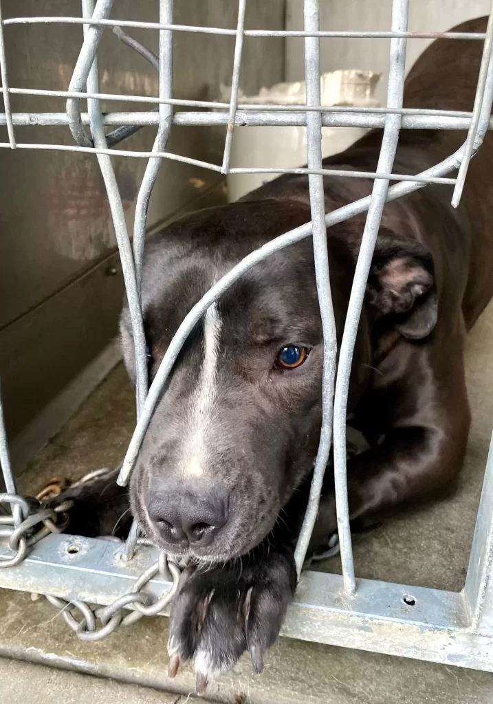 chien refuge désespéré attirer l'attention essaie se faufiler à travers barreaux chenil
