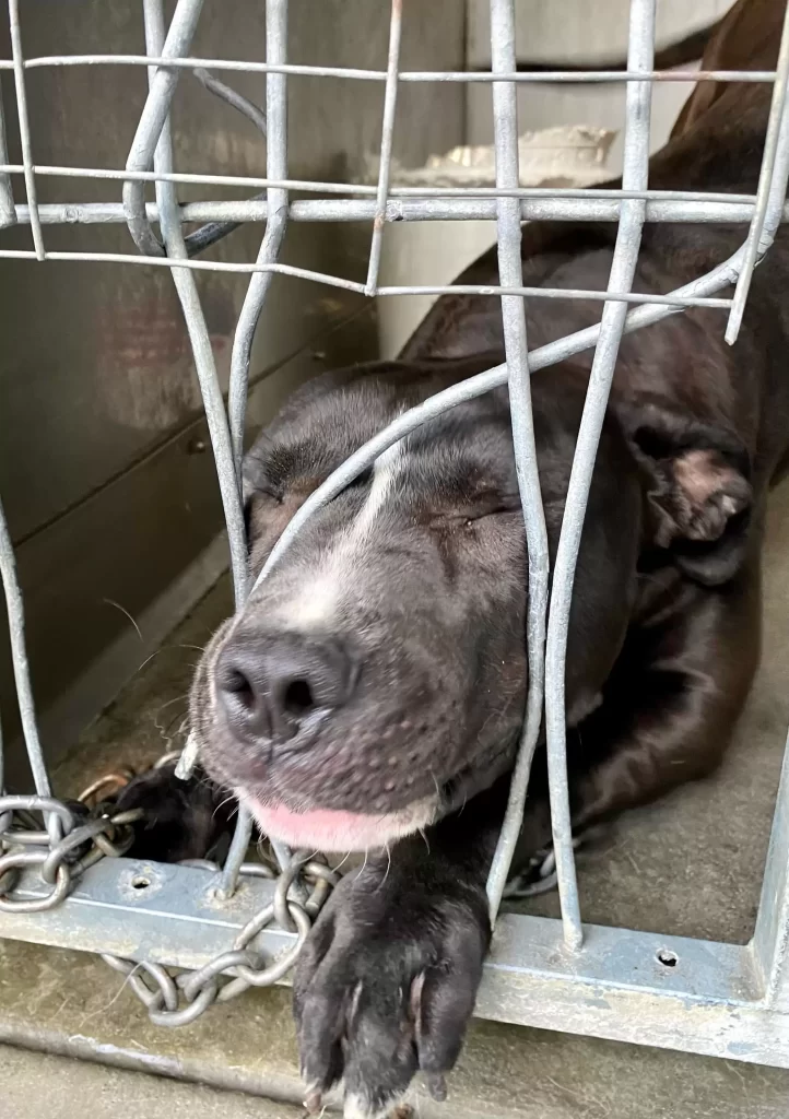 chien refuge désespéré attirer l'attention essaie se faufiler à travers barreaux chenil