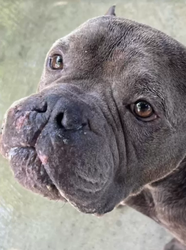 chien refuge soulagé remercie sauveteurs avec plus gros câlins