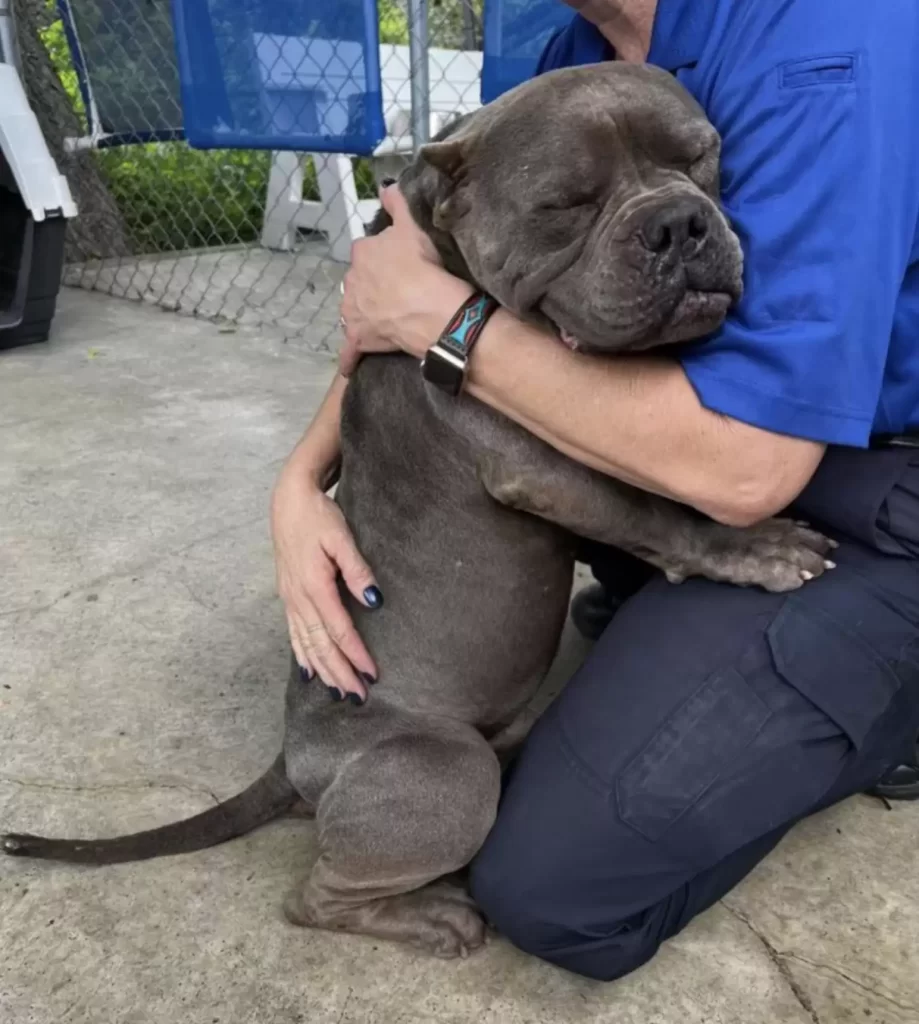 chien refuge soulagé remercie sauveteurs avec plus gros câlins