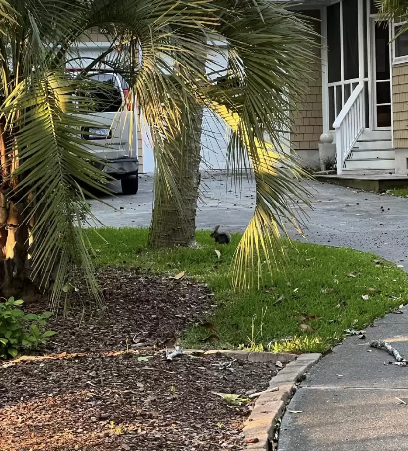 femme prend une photo lapin le plus mignon puis réalise ce qui se passe réellement