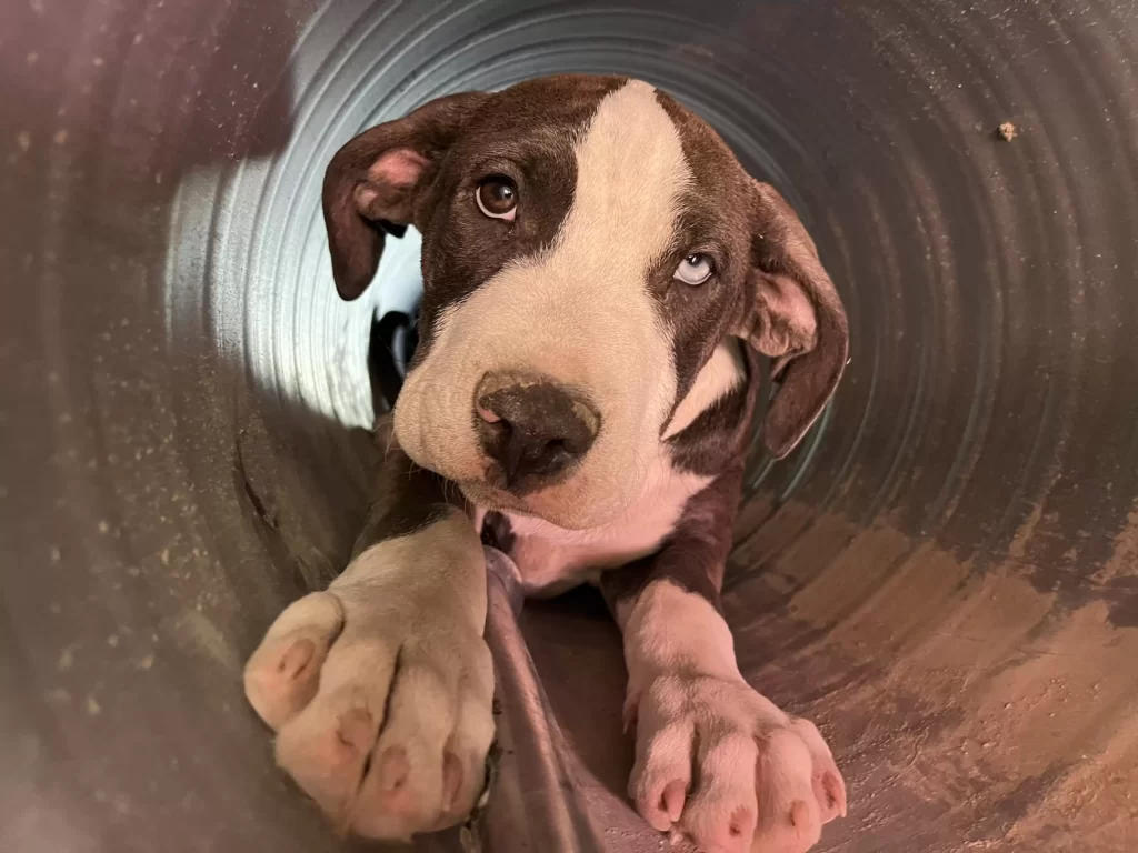 gens trouvent chien recroquevillé tuyau puis réalisent qu'il n'est pas seul