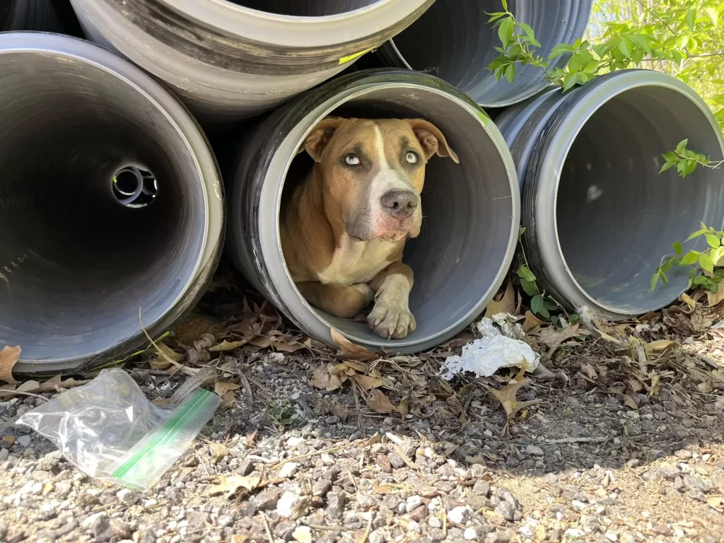 gens trouvent chien recroquevillé tuyau puis réalisent qu'il n'est pas seul