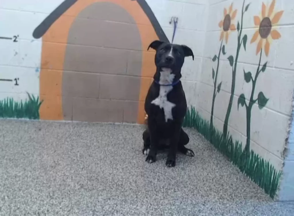 https://www.facebook.com/sbcitypets