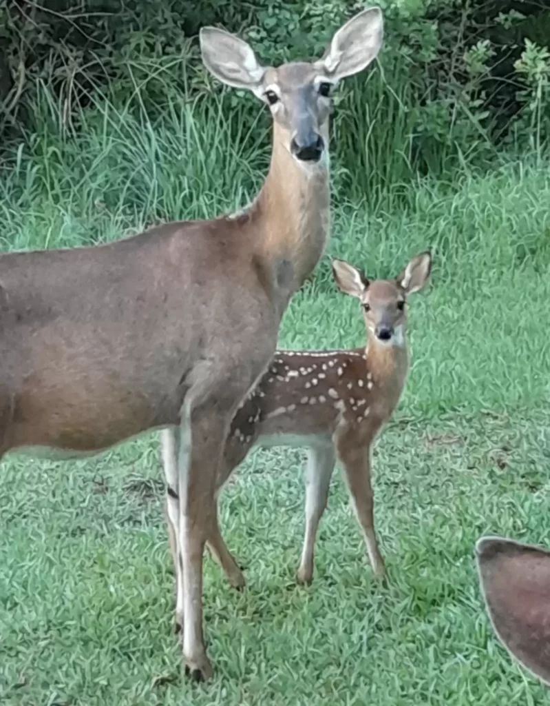 sauveteurs se précipitent sauver biche dans couvercle poubelle,réalisent qu'elle est sur le point d'accoucher