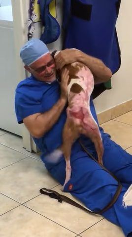 Un chien gravement brûlé remercie le médecin de l'avoir sauvé.
