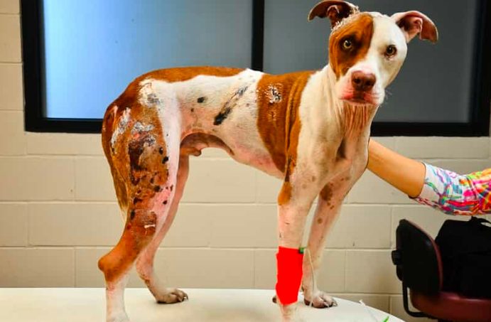 Un chien gravement brûlé remercie le médecin de l'avoir sauvé.
