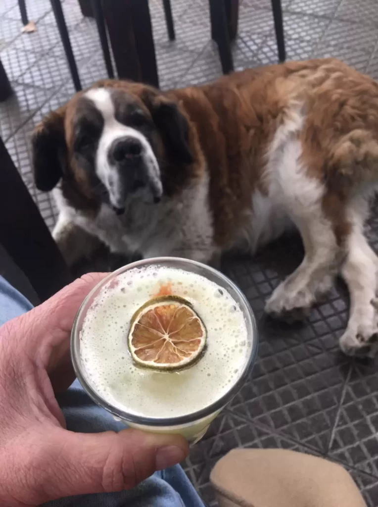 chien «guide» mauvaise influence conduit toujours son père à bar préféré