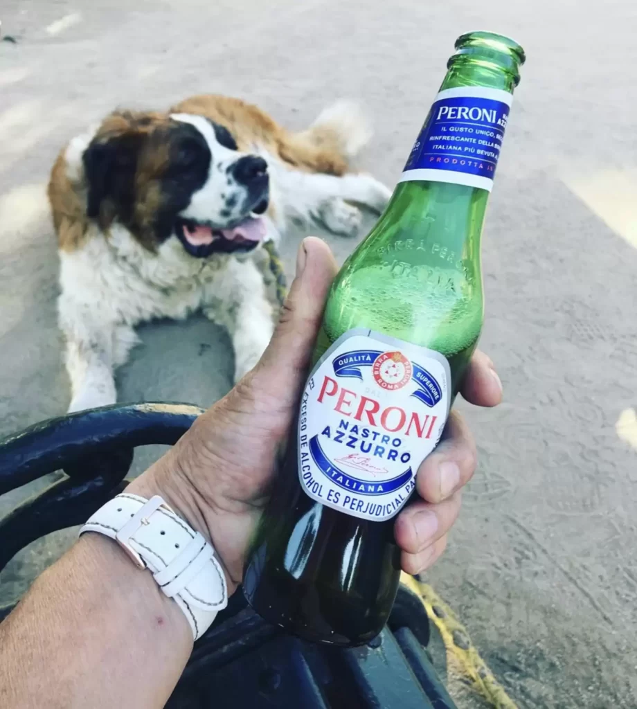 chien «guide» mauvaise influence conduit toujours son père à bar préféré