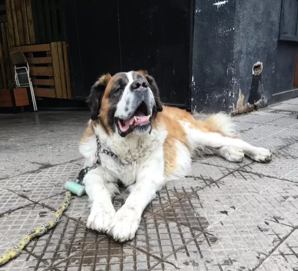 chien «guide» mauvaise influence conduit toujours son père à bar préféré
