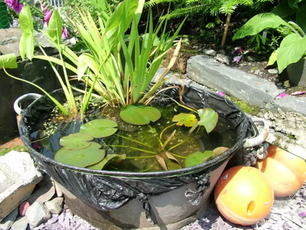 femme construit petit étang dans jardin regarde éclater de vie