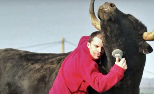 homme a sauvé taureau d'une corrida l'a remercié un an plus tard