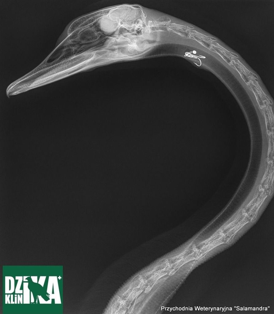 vétérinaire a montré ce qu'il avait retiré l'œsophage du cygne. Il n'aurait aucune chance dans la nature